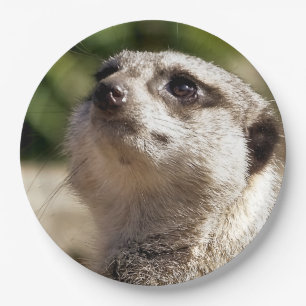 NIEDLICH MEERKAT PAPPTELLER