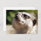 NIEDLICH MEERKAT POSTKARTE (Vorne/Hinten)