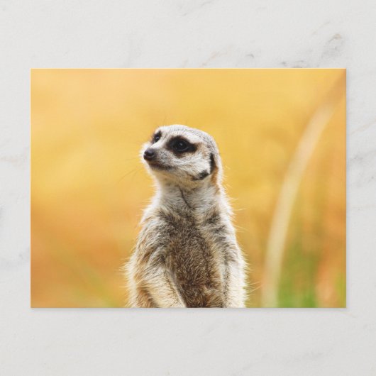 Niedlich Meerkat Postkarte (Vorderseite)