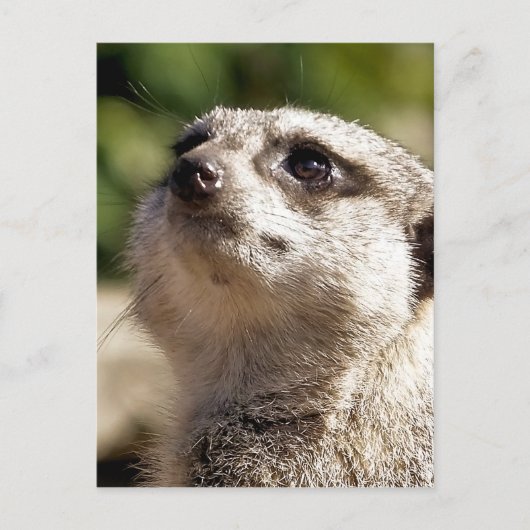 NIEDLICH MEERKAT POSTKARTE (Vorderseite)