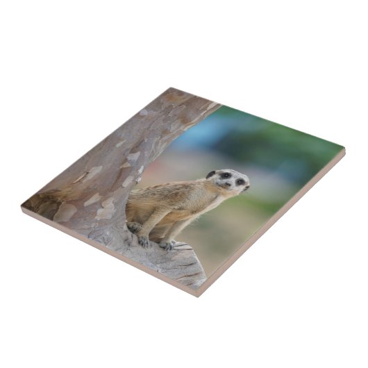 Niedlich Meerkat Sat on Tree Fliese (Seite)