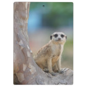 Niedlich Meerkat Sat on Tree Klemmbrett (Rückseite)
