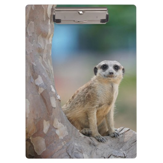 Niedlich Meerkat Sat on Tree Klemmbrett (Vorderseite)