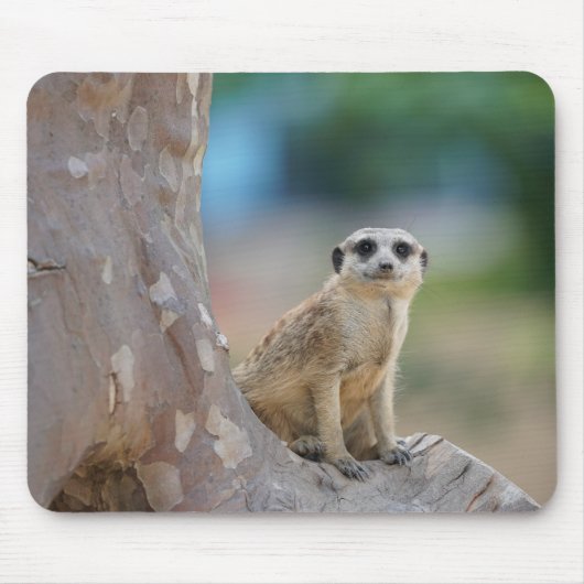 Niedlich Meerkat Sat on Tree Mousepad (Vorne)