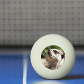 NIEDLICH MEERKAT TISCHTENNISBALL (Netto)