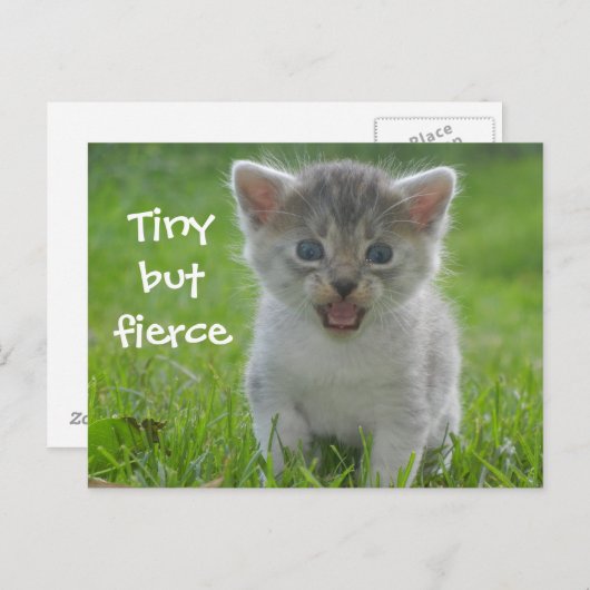 Niedlich Meow Kitten Tiny aber Fierce Postkarte (Vorne/Hinten)