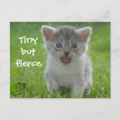 Niedlich Meow Kitten Tiny aber Fierce Postkarte (Vorderseite)