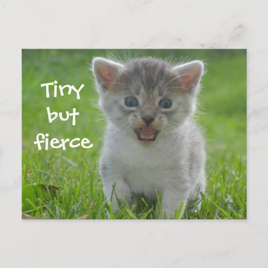 Niedlich Meow Kitten Tiny aber Fierce Postkarte (Vorderseite)