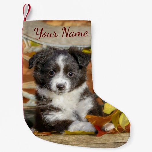Niedlich Mini Aussie Shepherd Dog Bi-Color Puppy - Kleiner Weihnachtsstrumpf (Vorderseite)