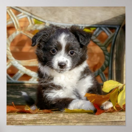Niedlich Mini Aussie Shepherd Dog Bi-Color Welpe _ Poster (Vorne)