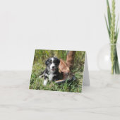 Niedlich Mini Aussie Welpe mit Cowboystiefeln (Vorderseite)