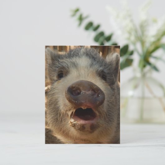 Niedlich Mini Pig Postkarte (Stehend Vorderseite)