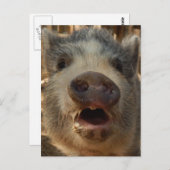 Niedlich Mini Pig Postkarte (Vorne/Hinten)
