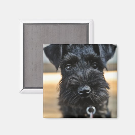 Niedlich Miniature Schnauzer Magnet (Vorderseite/Rückseite)