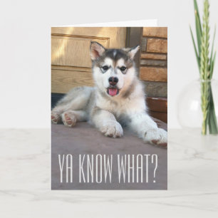 Niedlich Miss You Alaskan Malamute Welpe Foto Karte