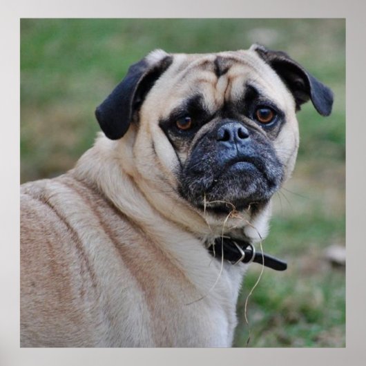 Niedlich Mops Poster (Vorne)