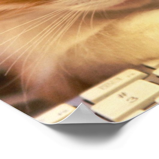 Niedlich Orange Kitten Falls Asleep Poster (Ecke)