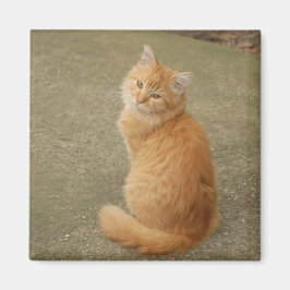 Niedlich Orange Kitten Foto Magnet