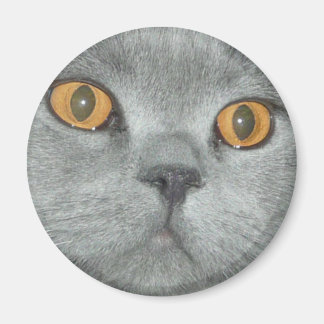 Niedlich Orange Mit Augen Kitty Magnet