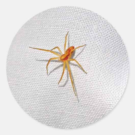 Niedlich Orange Spider Runder Aufkleber (Vorderseite)