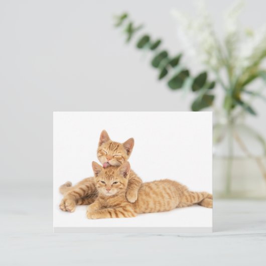 Niedlich Orange Tabby Cat Kitten Postkarte (Stehend Vorderseite)