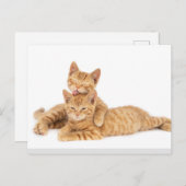 Niedlich Orange Tabby Cat Kitten Postkarte (Vorne/Hinten)