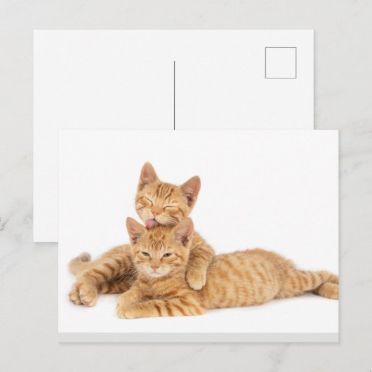 Niedlich Orange Tabby Cat Kitten Postkarte (Vorne/Hinten)