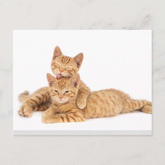 Niedlich Orange Tabby Cat Kitten Postkarte (Vorderseite)