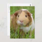 Niedlich orange-weiße Guinea in Gras Postkarte (Vorne/Hinten)