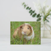 Niedlich orange-weiße Guinea Postkarte (Stehend Vorderseite)