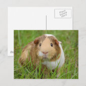 Niedlich orange-weiße Guinea Postkarte (Vorne/Hinten)