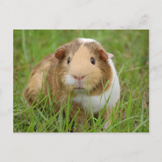 Niedlich orange-weiße Guinea Postkarte (Vorderseite)