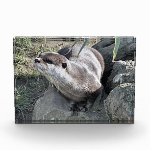 NIEDLICH OTTER FOTOBLOCK