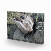 NIEDLICH OTTER FOTOBLOCK (Rechts)