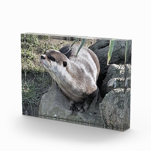 NIEDLICH OTTER FOTOBLOCK (Rechts)