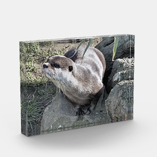 NIEDLICH OTTER FOTOBLOCK (Links)