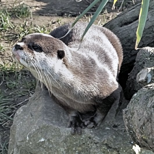 NIEDLICH OTTER LEINWANDDRUCK