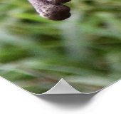 Niedlich Otter Poster (Ecke)