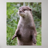 Niedlich Otter Poster (Vorne)