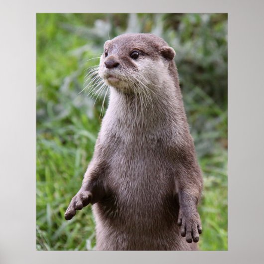 Niedlich Otter Poster (Vorne)