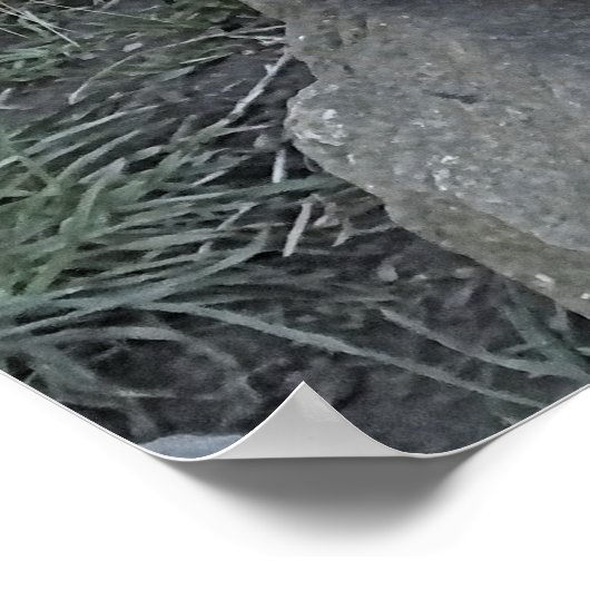 NIEDLICH OTTER POSTER (Ecke)