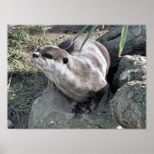 NIEDLICH OTTER POSTER (Vorne)