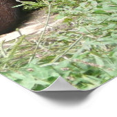 Niedlich Otter Poster (Ecke)