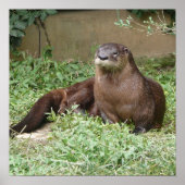 Niedlich Otter Poster (Vorne)