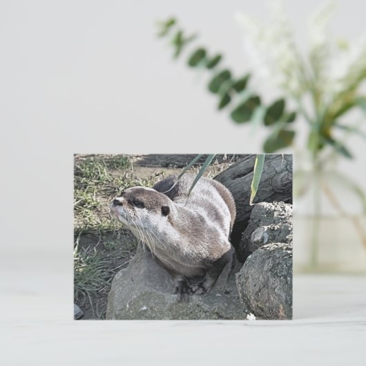 NIEDLICH OTTER POSTKARTE (Stehend Vorderseite)