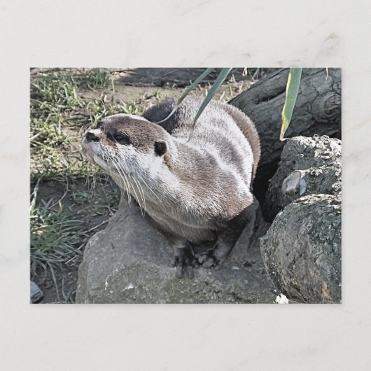 NIEDLICH OTTER POSTKARTE (Vorderseite)