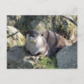 NIEDLICH OTTER POSTKARTE (Vorderseite)