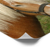 Niedlich Palomino Pony Poster (Ecke)