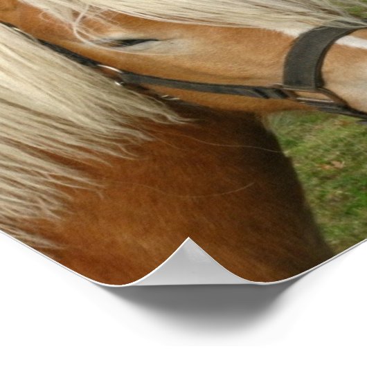 Niedlich Palomino Pony Poster (Ecke)