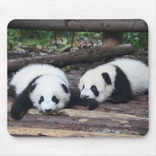 Niedlich Panda Babies Mouse Pad Mousepad (Vorne)